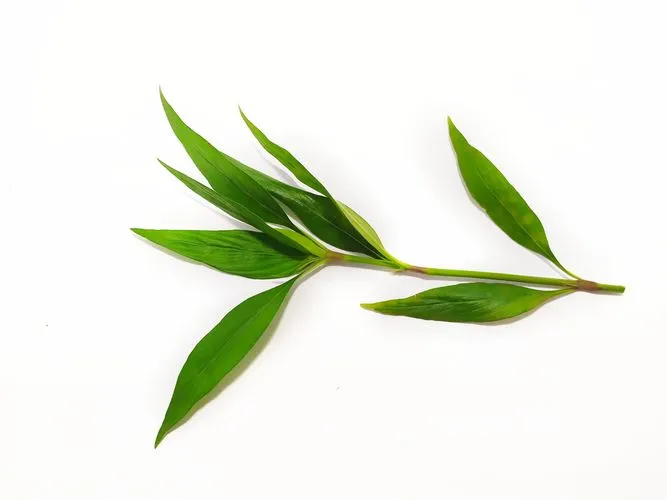 Ekstrak Bilberry